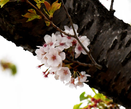 2018年度第1回奨学金授与式