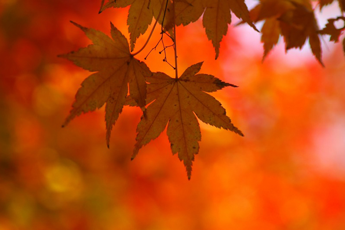 【11月】外国人奨学生エッセイ