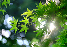 【5月】外国人奨学生エッセイ