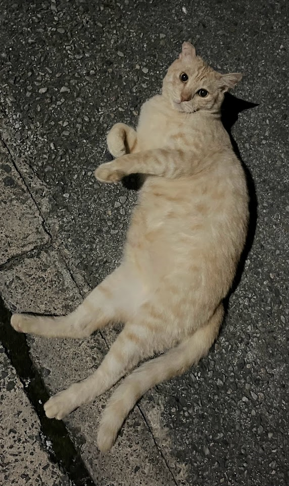 近所に住む「さくらねこ」