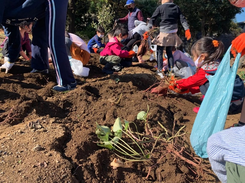 さつま芋掘りの様子