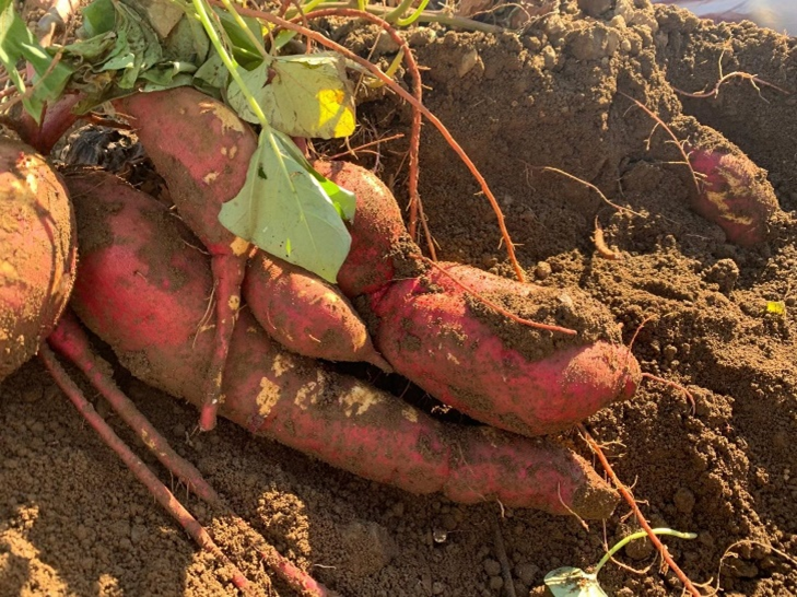 さつまいも