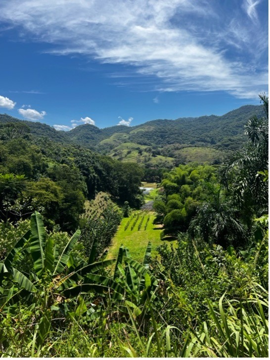 アグロフォレストリー・システム（SAF）